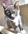 C35 Litter- Zoot ADOPTED