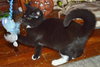 C35 Litter- Zoot ADOPTED