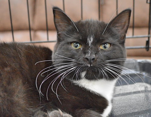 C35 Litter- Zoot ADOPTED