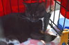 C35 Litter- Zoot ADOPTED