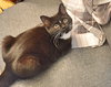 C35 Litter- Zoot ADOPTED