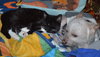 C35 Litter- Zoot ADOPTED
