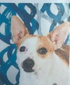 Chico - ADOPTED