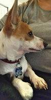 Chico - ADOPTED