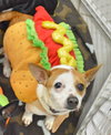 Chico - ADOPTED