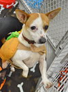 Chico - ADOPTED
