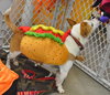 Chico - ADOPTED