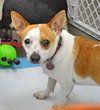 Chico - ADOPTED