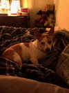 Chico - ADOPTED
