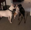 Chico - ADOPTED