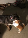 Chico - ADOPTED