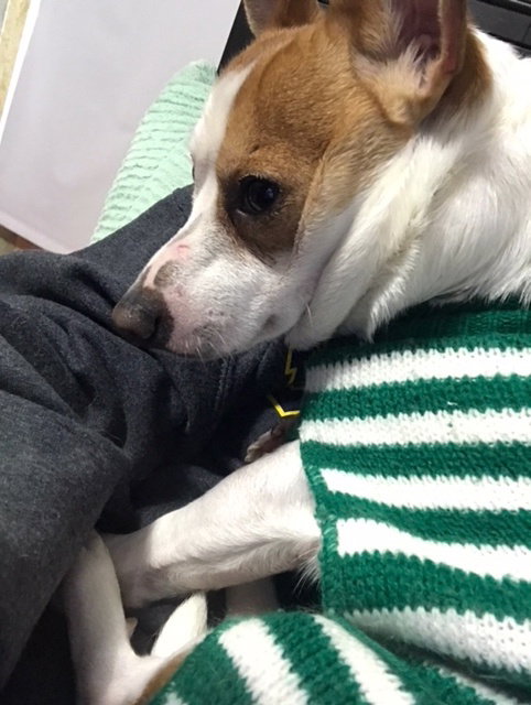 Chico - ADOPTED