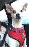 Chiquita