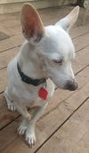 Henry (TX) - ADOPTED