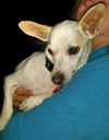 Henry (TX) - ADOPTED