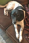 Angie ADOPTED
