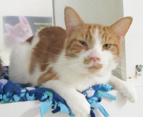 Carson ADOPTION PENDING