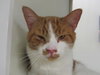 Carson ADOPTION PENDING