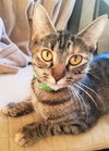 C36 litter- Autumn (mom)-PENDING ADOPTION