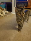 C36 litter- Autumn (mom)-PENDING ADOPTION