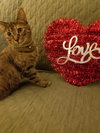 C36 litter- Autumn (mom)-PENDING ADOPTION