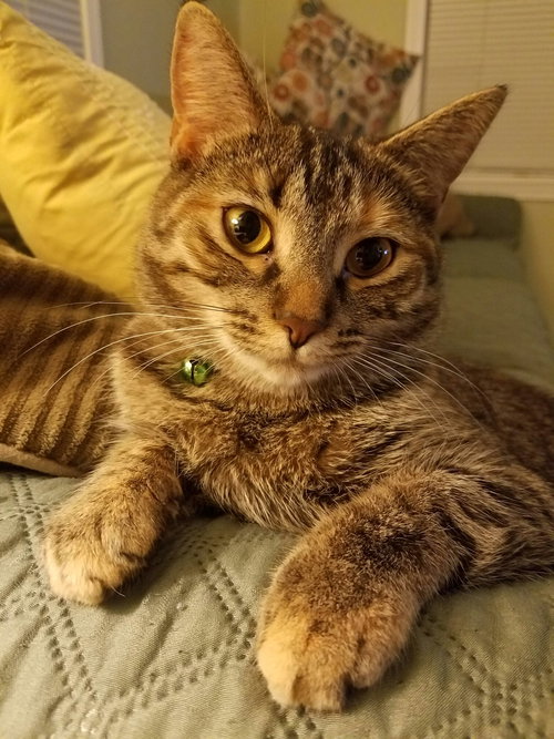 C36 litter- Autumn (mom)-PENDING ADOPTION