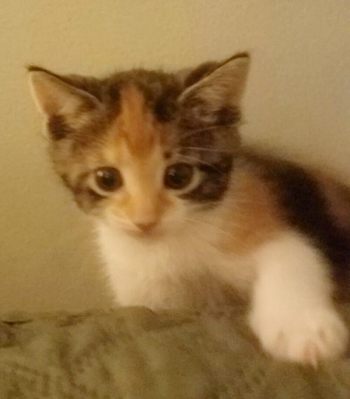 C36 litter-Gala ADOPTION PENDING