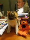 C36 litter-Gala ADOPTION PENDING