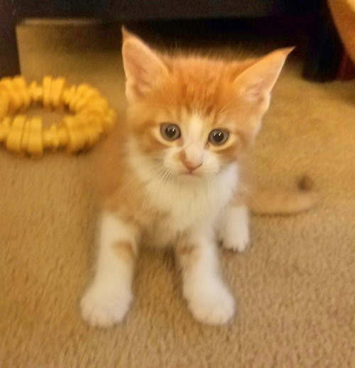 C36 litter- MacIntosh - ADOPTED