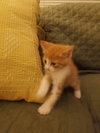 C36 litter- MacIntosh - ADOPTED