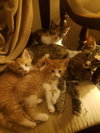 C36 litter- MacIntosh - ADOPTED