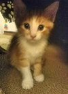 C36 Litter- Cider-ADOPTED