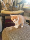 C36 Litter- Cider-ADOPTED