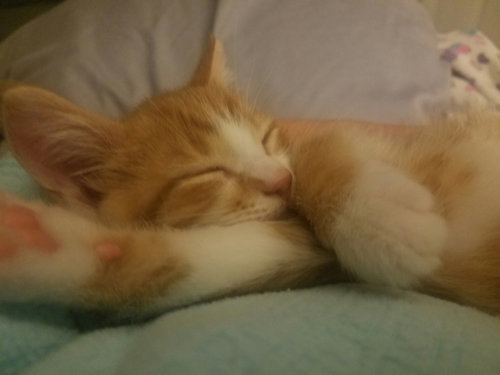C36 Litter- Cider-ADOPTED