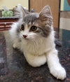 C37 litter-Sammy-ADOPTED