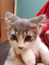 C37 litter-Sammy-ADOPTED