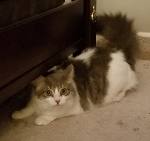 C37 litter-Sammy-ADOPTED