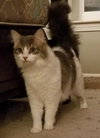 C37 litter-Sammy-ADOPTED