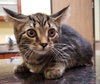 C37 litter- Coco-ADOPTED