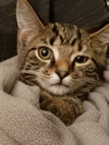 C37 litter- Coco-ADOPTED