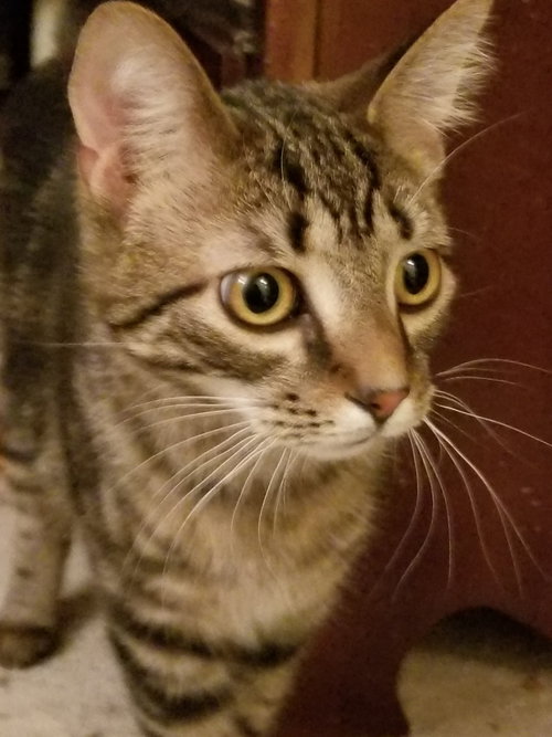 C37 litter- Coco-ADOPTED