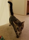 C37 litter- Coco-ADOPTED