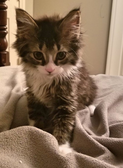 C37 litter- Gizmo ADOPTION PENDING