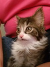 C37 litter- Gizmo ADOPTION PENDING