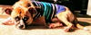 Augie Doggie ADOPTED