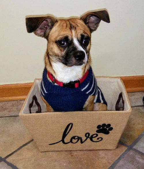 Augie Doggie ADOPTED