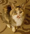 Cali - ADOPTED