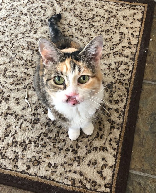 Cali - ADOPTED