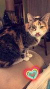 Cali - ADOPTED