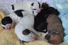 D30 Litter- Manchester ADOPTED